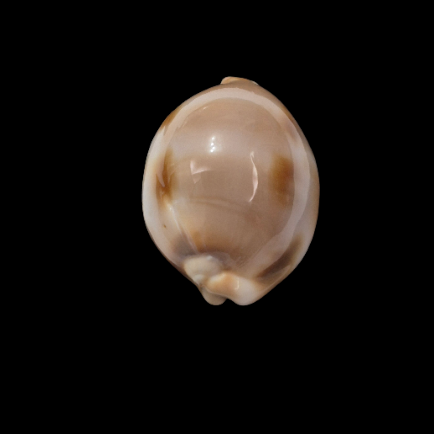 BC105 Luria tessellata - XL SIZE - Image 4