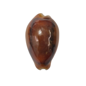 BC085 Neobernaya spadicea - XXL RED BEAUTY