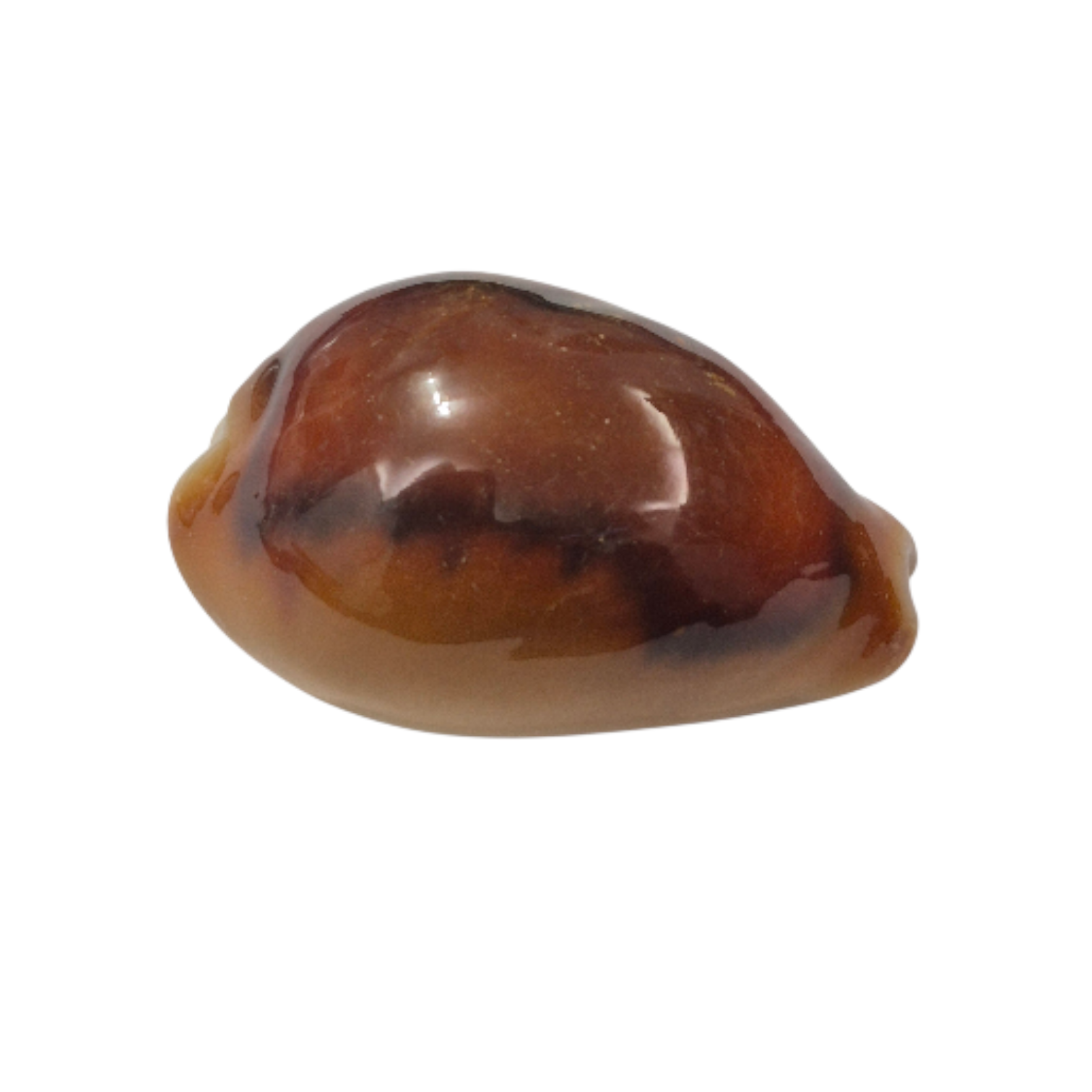 BC085 Neobernaya spadicea - XXL RED BEAUTY - Image 2