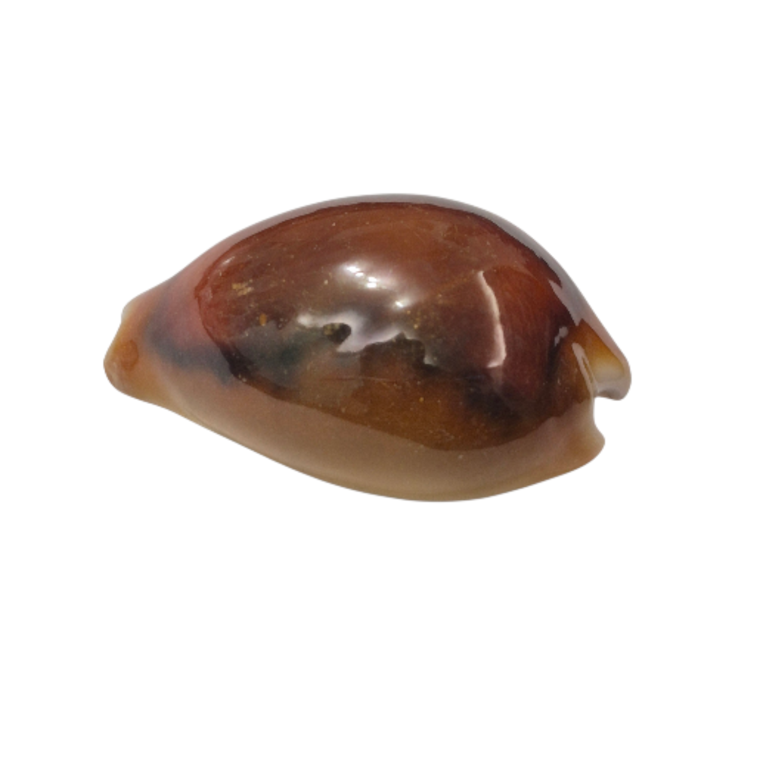 BC085 Neobernaya spadicea - XXL RED BEAUTY - Image 3