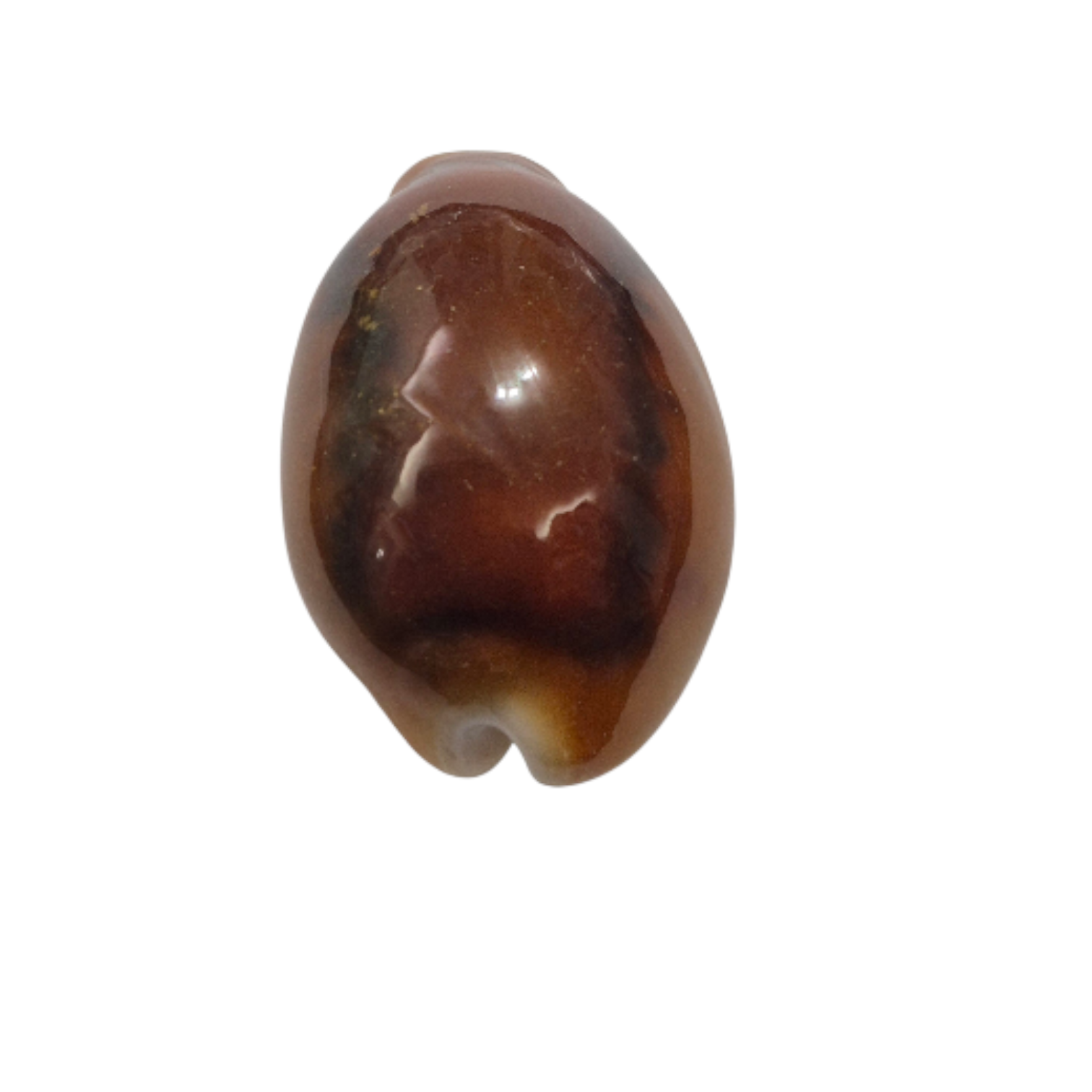 BC085 Neobernaya spadicea - XXL RED BEAUTY - Image 4