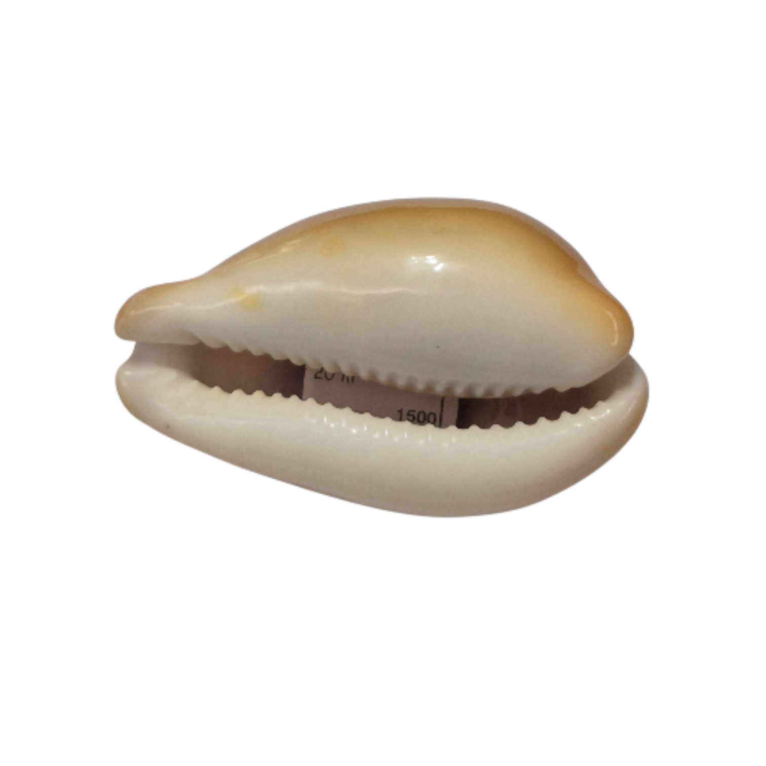 BC085 Neobernaya spadicea - XXL RED BEAUTY - Image 5