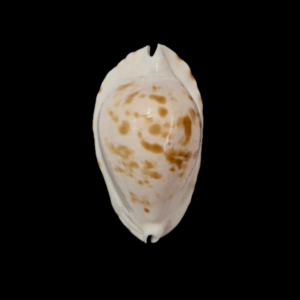 BC092 Zoila ketyana bataviensis - BIG SIZE