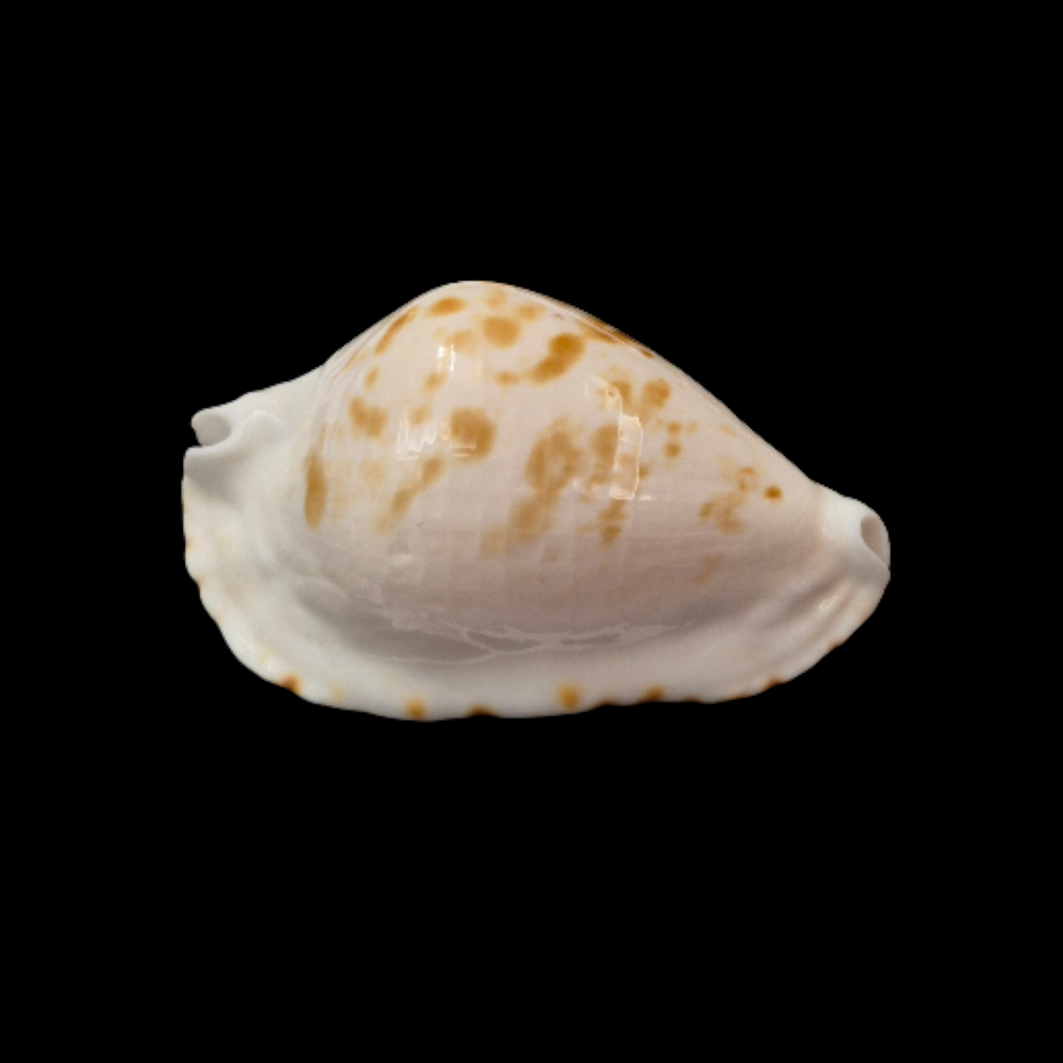 BC092 Zoila ketyana bataviensis - BIG SIZE - Image 2