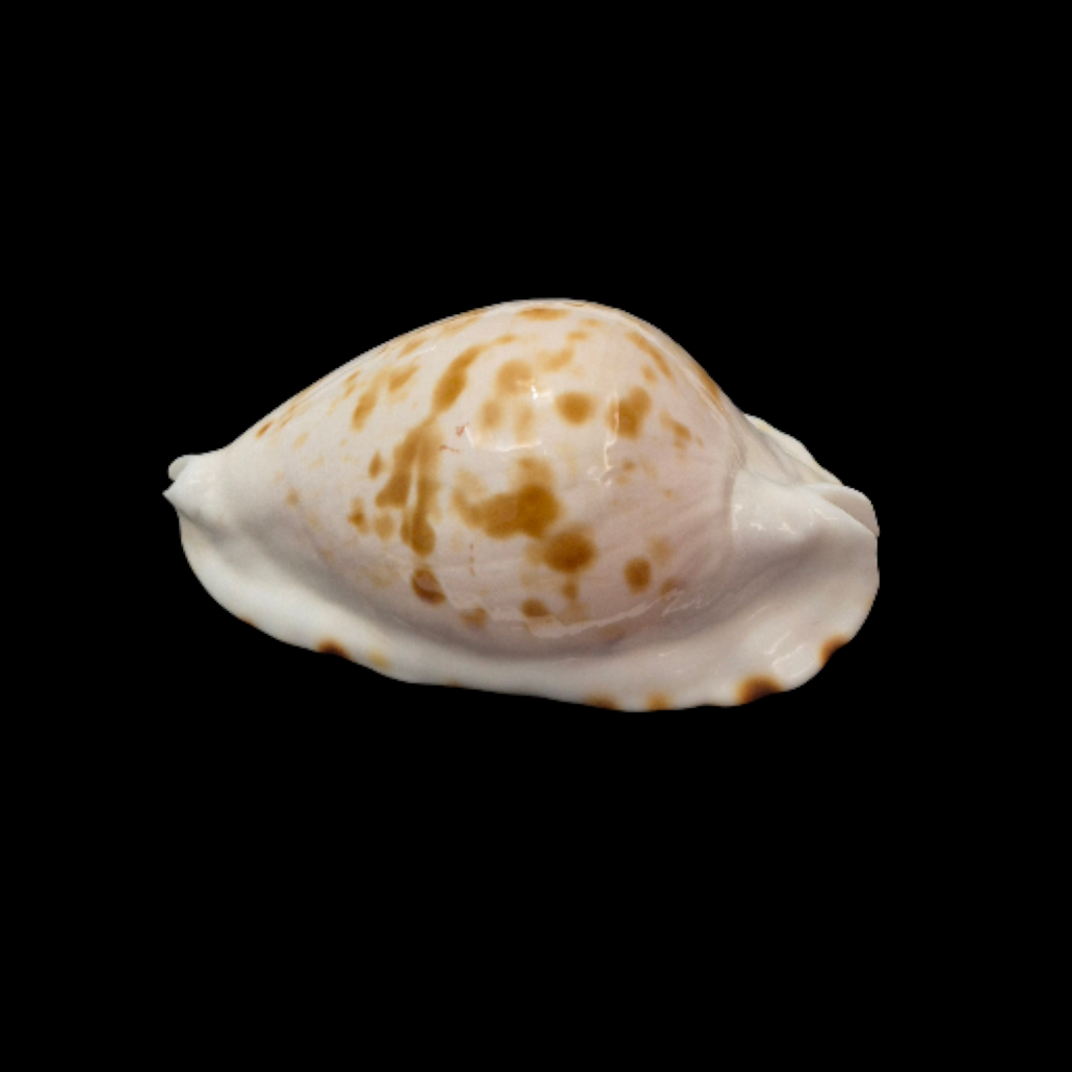 BC092 Zoila ketyana bataviensis - BIG SIZE - Image 3