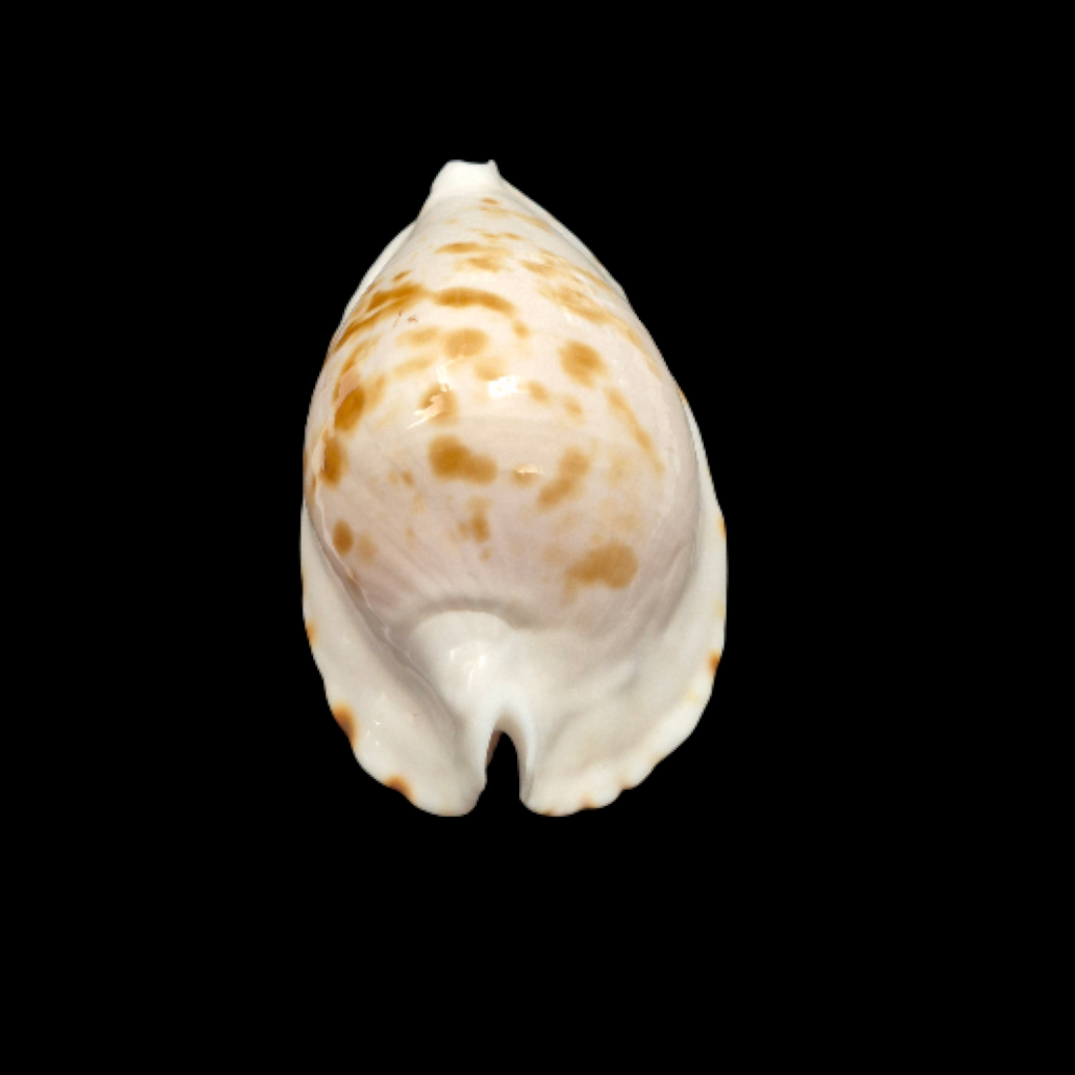 BC092 Zoila ketyana bataviensis - BIG SIZE - Image 4