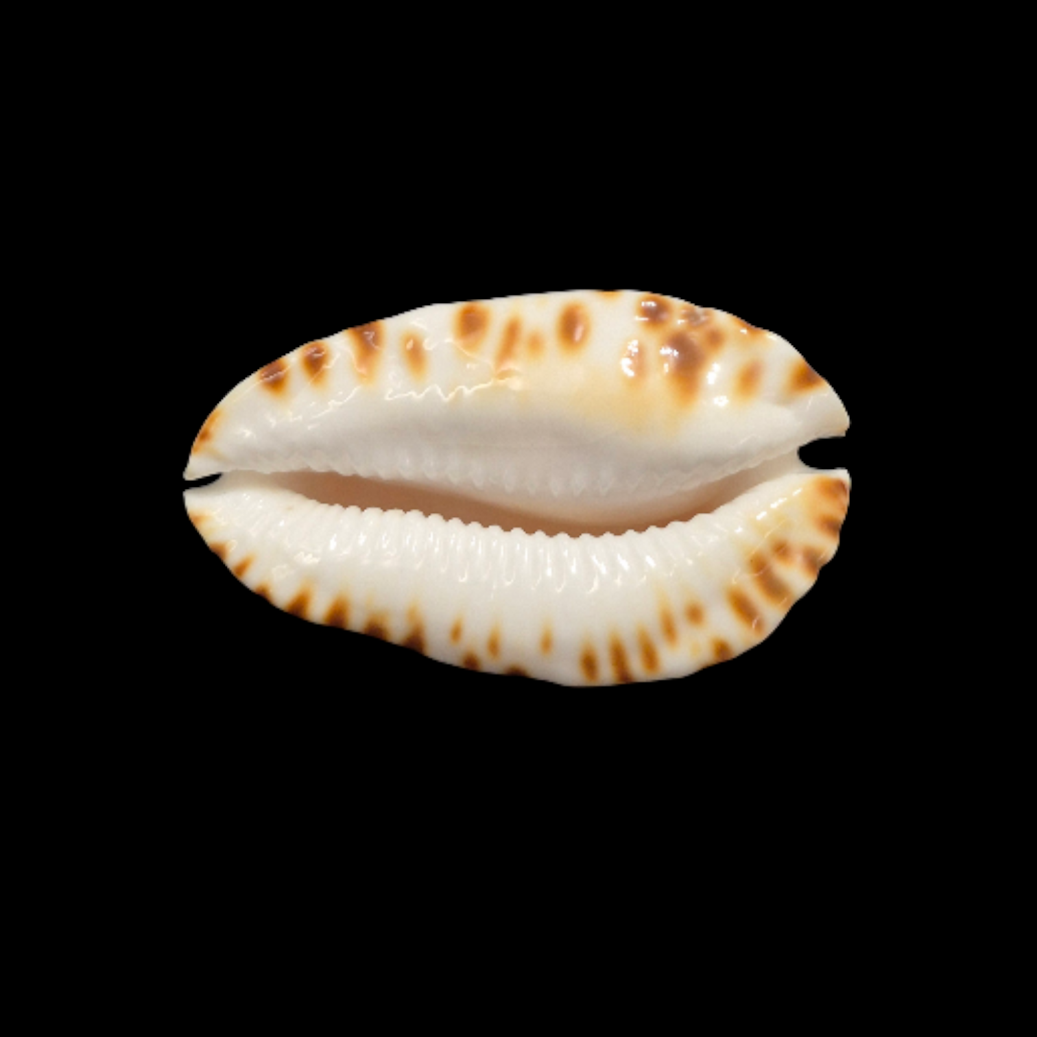 BC092 Zoila ketyana bataviensis - BIG SIZE - Image 5