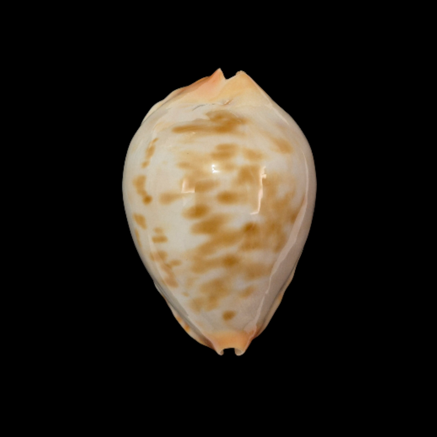 BC095 Zoila jeaniana cf. aurata - LITTLE JEWEL - Image 2