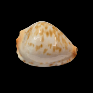 BC095 Zoila jeaniana cf. aurata - LITTLE JEWEL