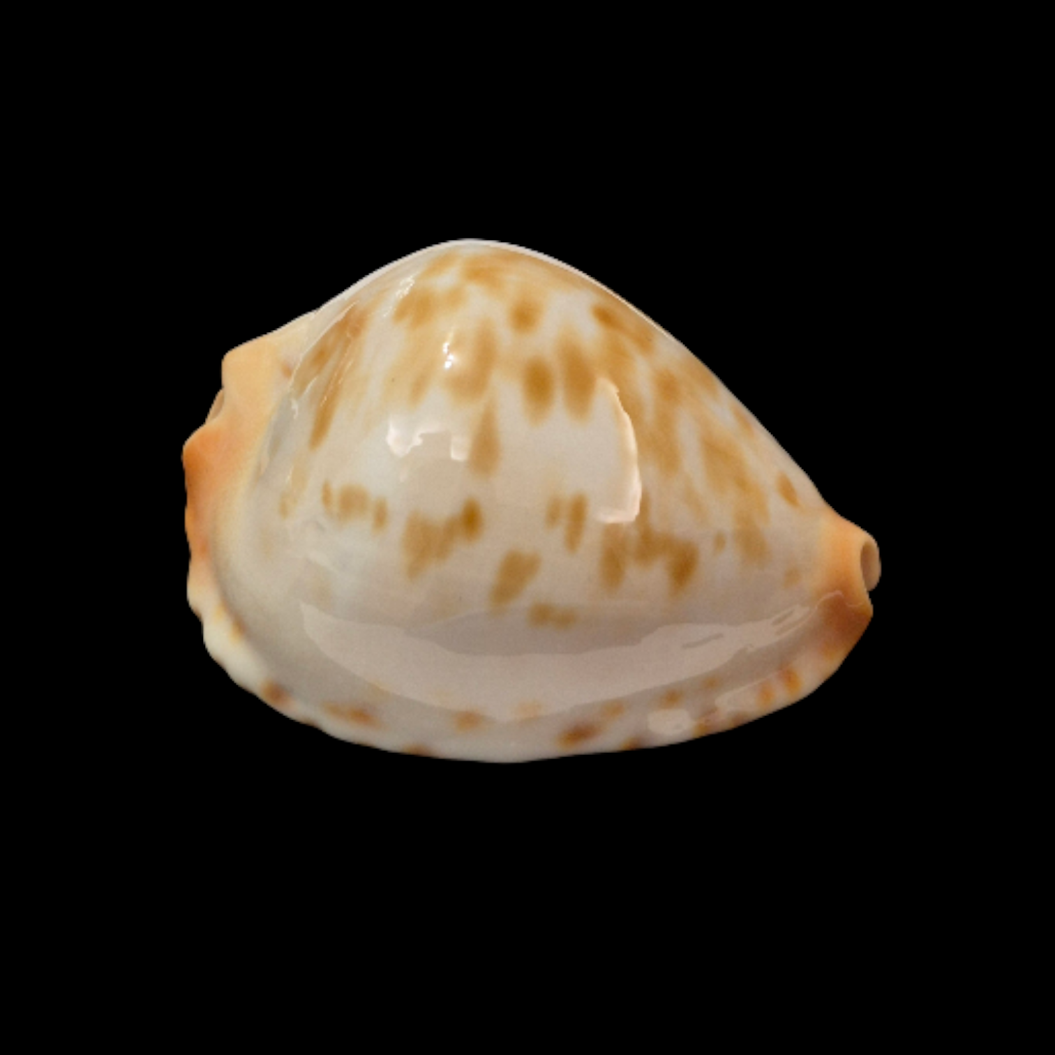 BC095 Zoila jeaniana cf. aurata - LITTLE JEWEL