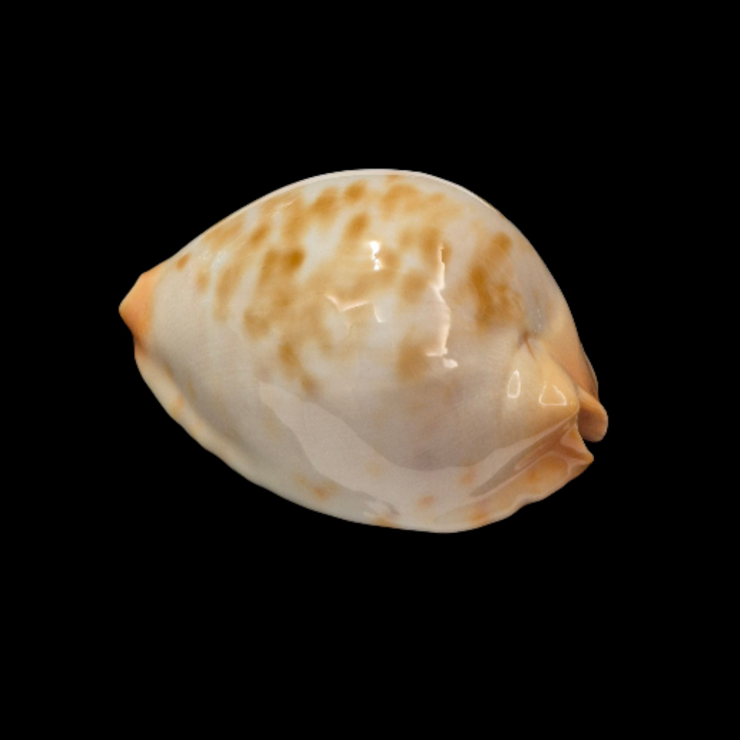 BC095 Zoila jeaniana cf. aurata - LITTLE JEWEL - Image 3