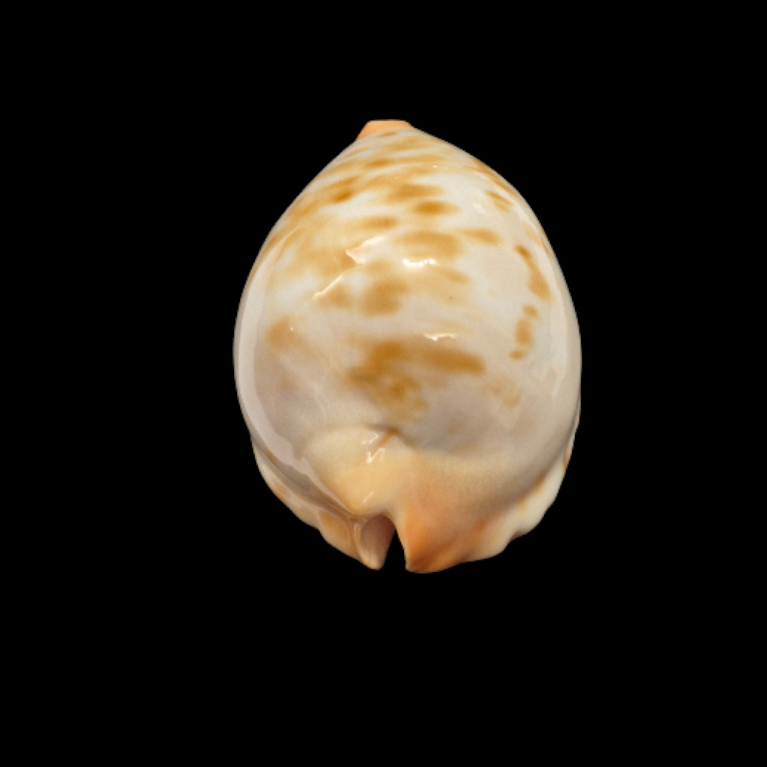 BC095 Zoila jeaniana cf. aurata - LITTLE JEWEL - Image 4