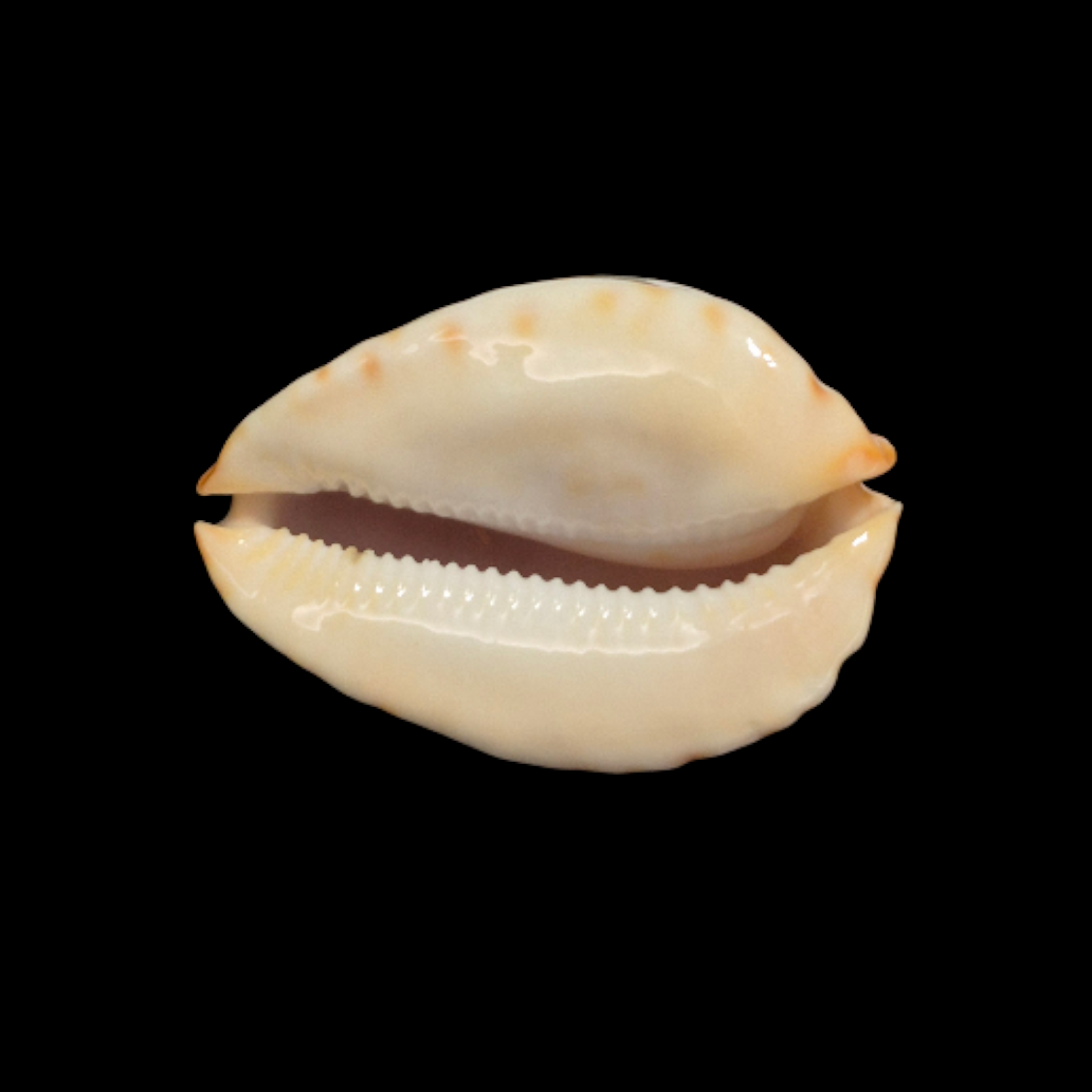 BC095 Zoila jeaniana cf. aurata - LITTLE JEWEL - Image 5