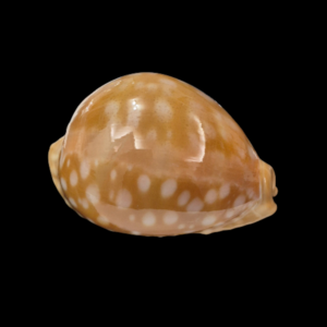 BC039 Callistocypraea leucodon - XL SIZE