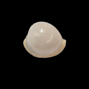 BC022 Cypraeovula cruickshanki - TOP SHELL