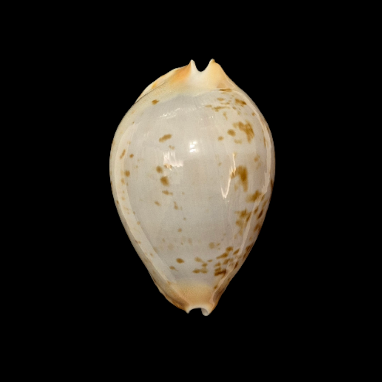 BC109 Zoila kostini - BLUISH