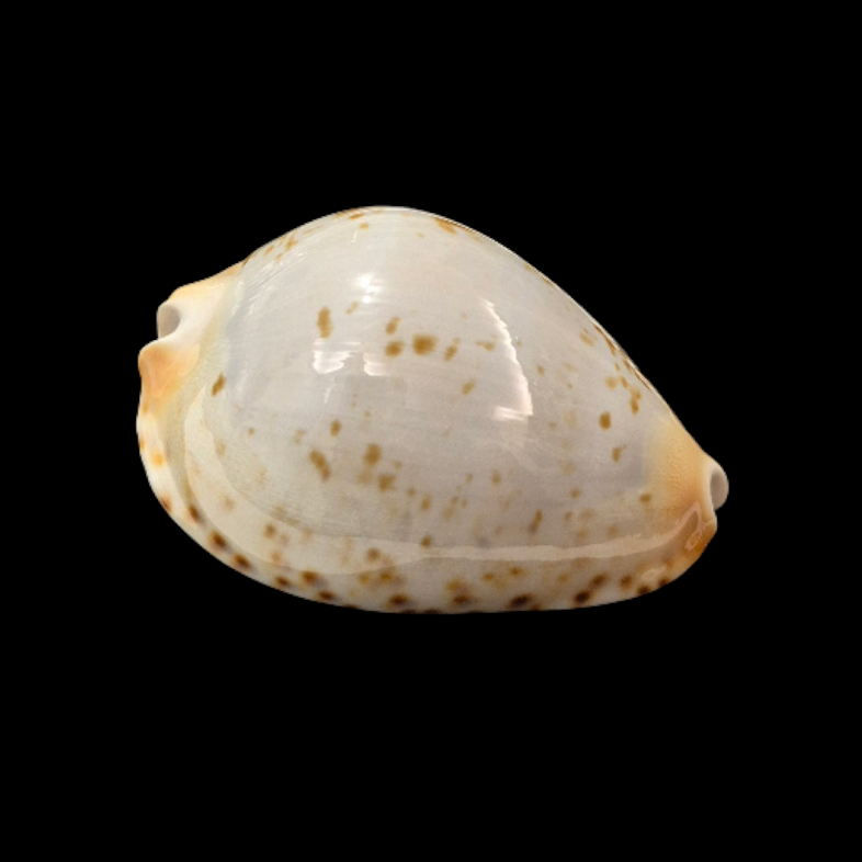 BC109 Zoila kostini - BLUISH - Image 2