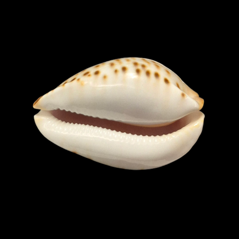 BC109 Zoila kostini - BLUISH - Image 5