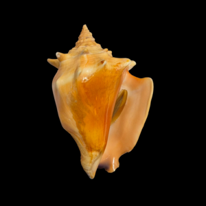 BC259 Strombus pugilis w/o