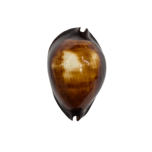 BC195 Zoila rosselli raywalkeri f. regularis - EXCELLENT QUALITY