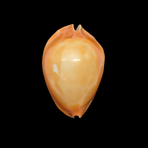 BC195 Zoila rosselli raywalkeri - ORANGE FORM