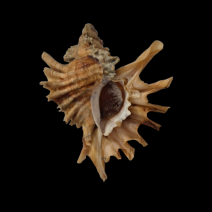 BC119 Ceratostoma burnetti w/o - BIG SIZE