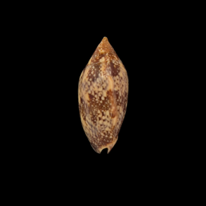 BC258 Plicoliva zelindae