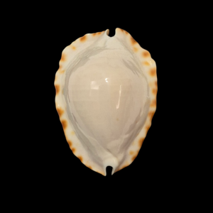 BC033 Zoila ketyana hypermarginata - SELECTED