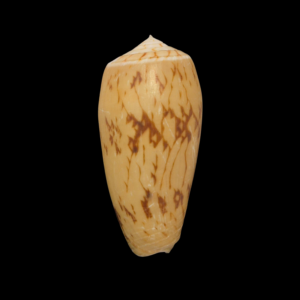 BC152 Conus julii - FULL PERIOSTRACUM