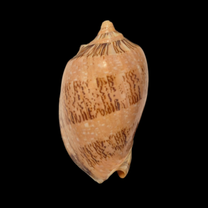 BC163 Cymbiola hughmorrisoni - LARGE BEAUTY