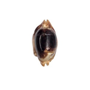 BC056 Bistolida stolida crossei - NIGER