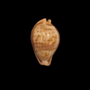 BC098 Propustularia surinamensis - EXTRA-LARGE