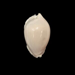 BC256 Zoila marginata nudispira