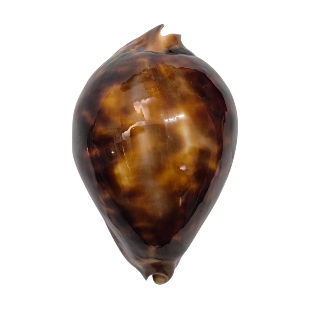 BC140 Zoila cfr. jeaniana - uncommon form