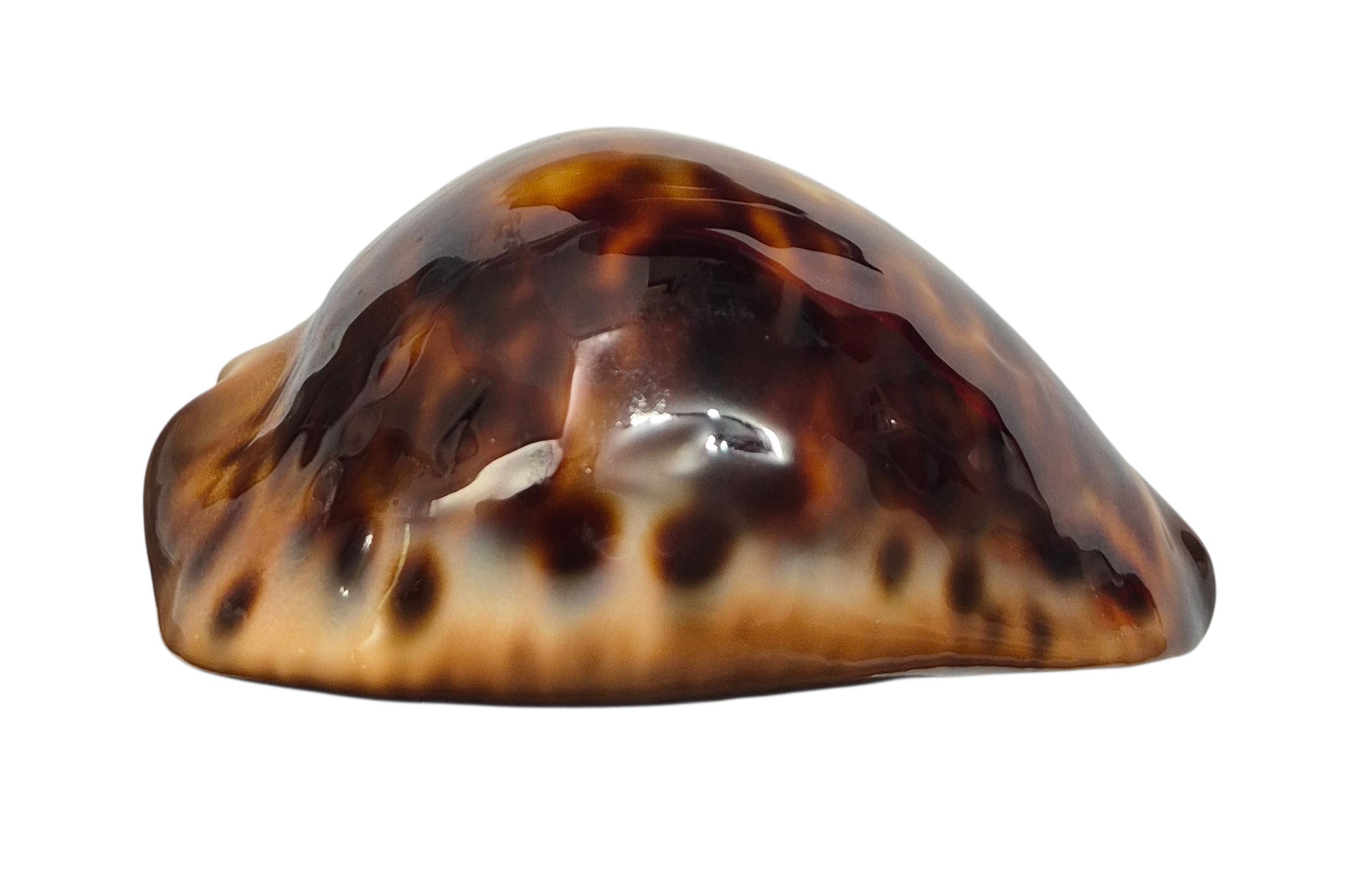BC140 Zoila cfr. jeaniana - uncommon form - Image 2