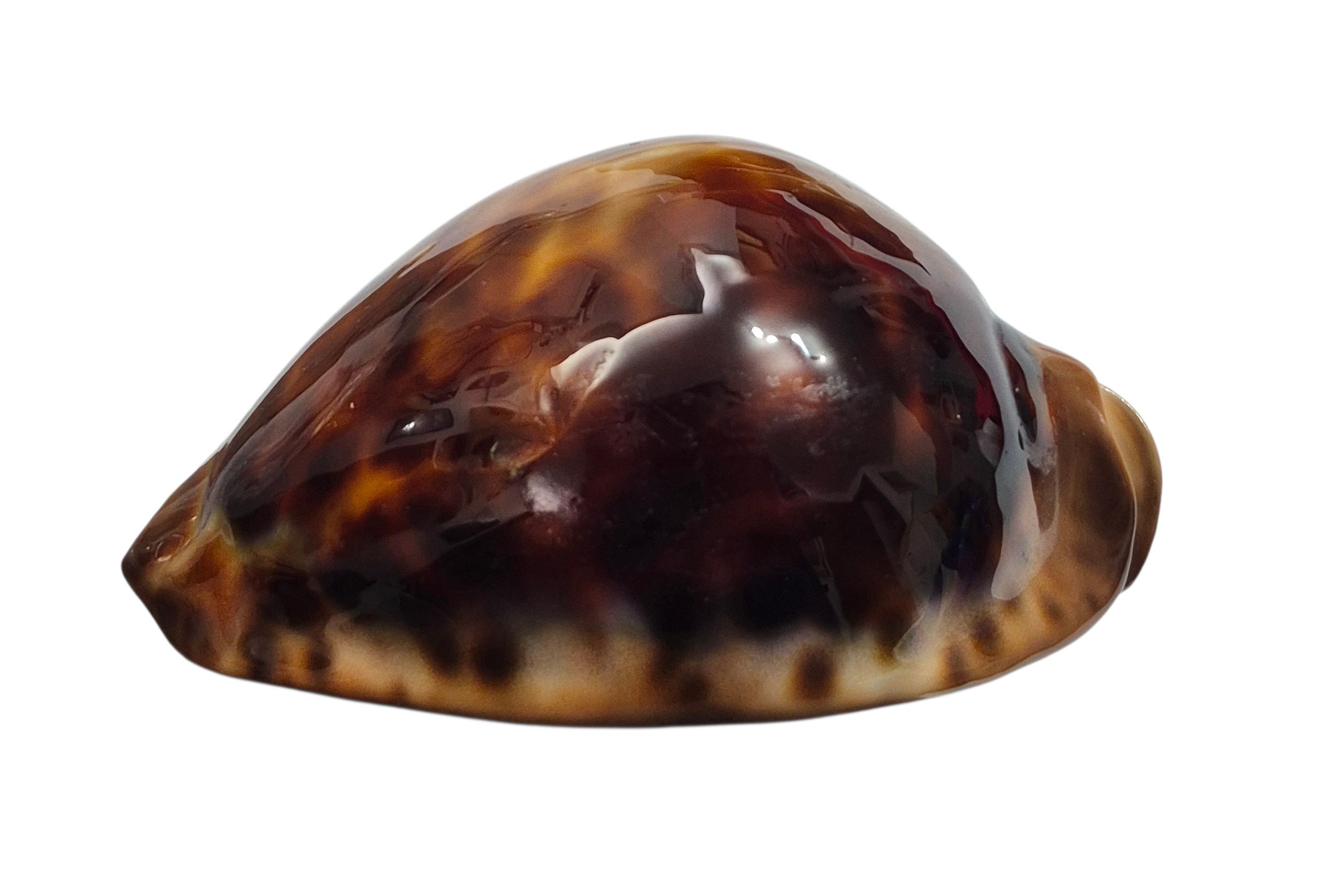 BC140 Zoila cfr. jeaniana - uncommon form - Image 3