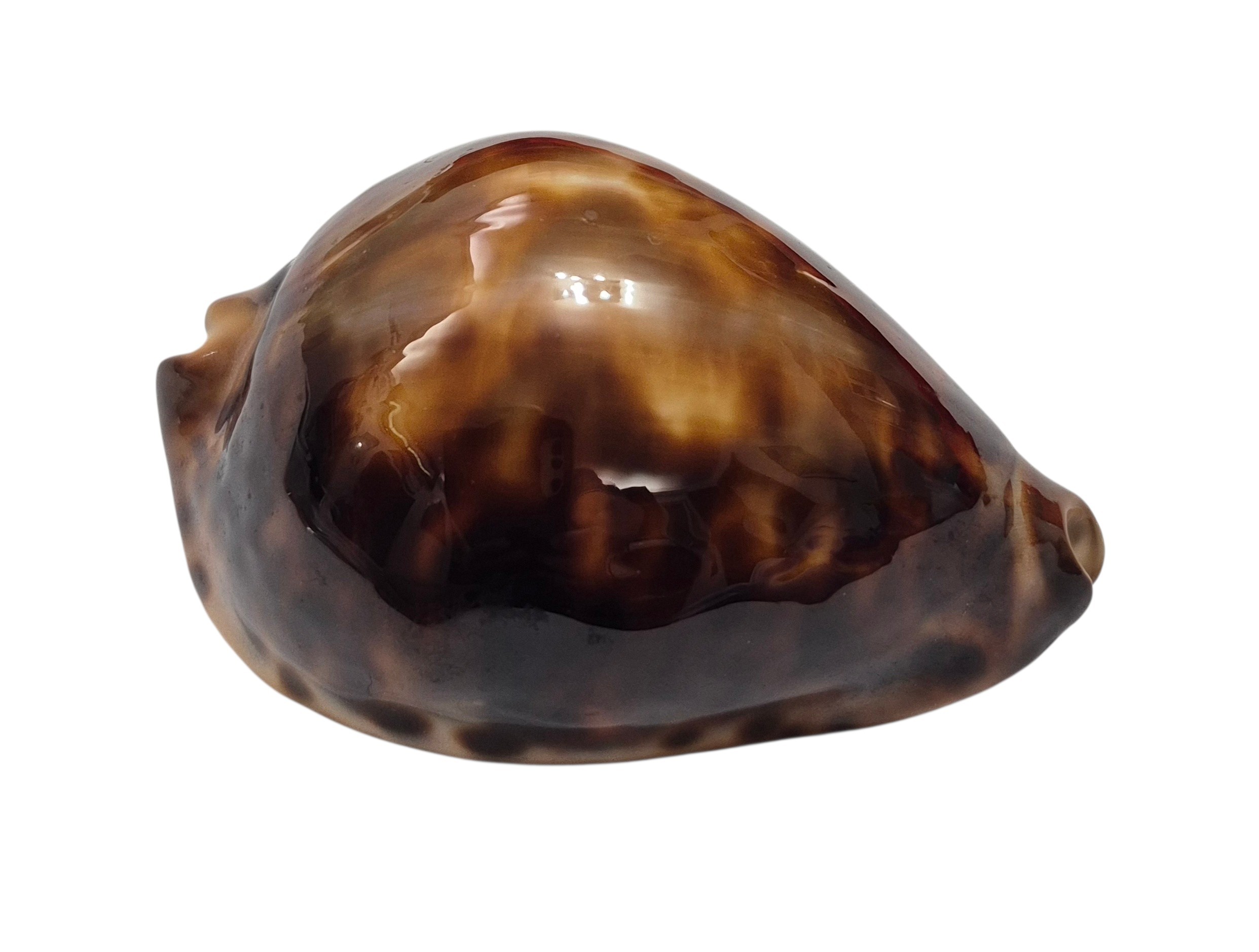 BC140 Zoila cfr. jeaniana - uncommon form - Image 4