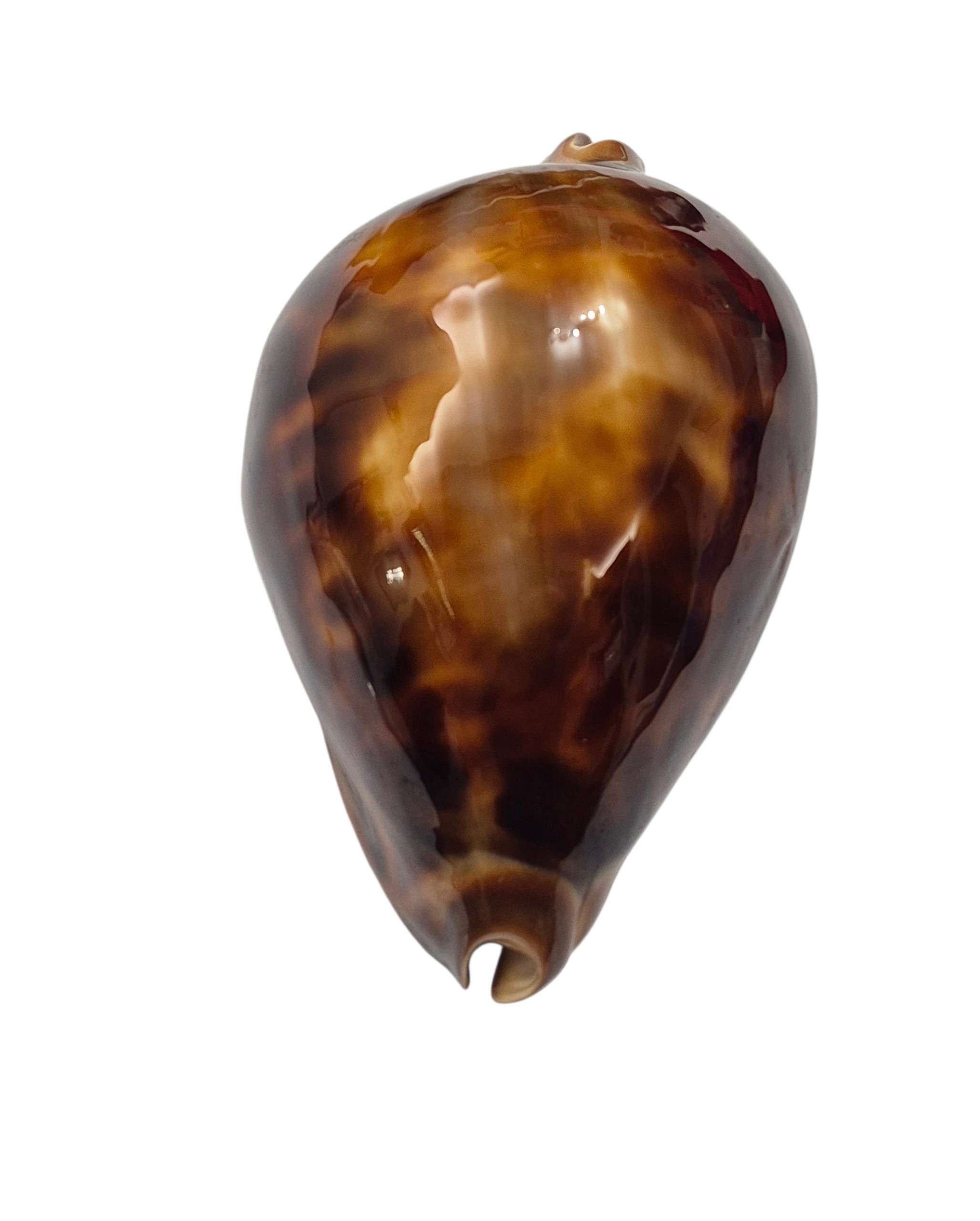 BC140 Zoila cfr. jeaniana - uncommon form - Image 6