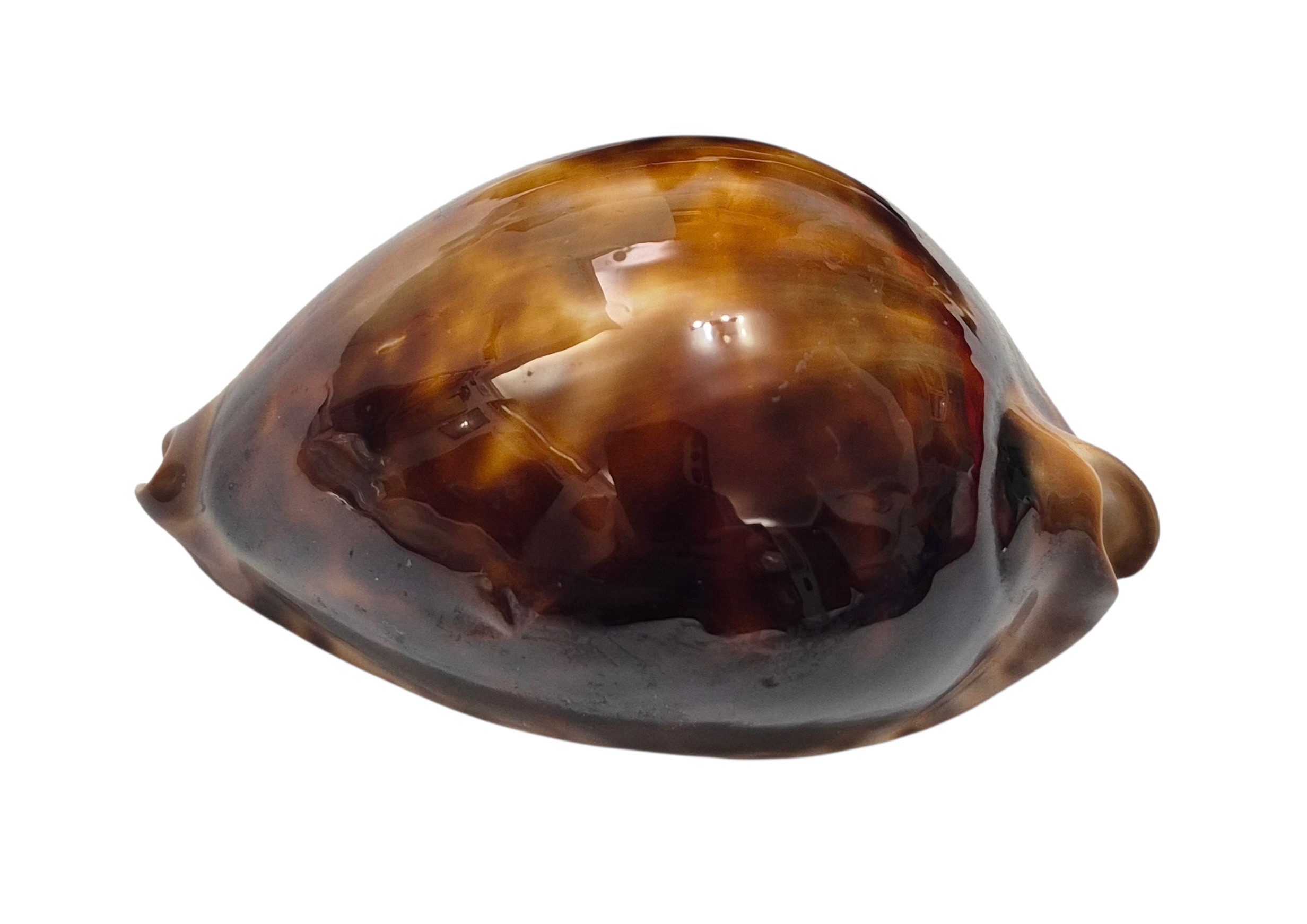BC140 Zoila cfr. jeaniana - uncommon form - Image 7