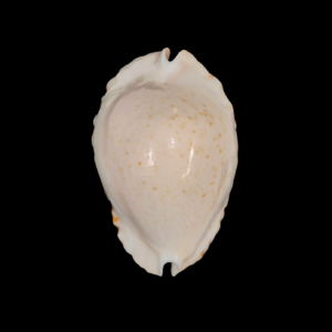 BC207 Zoila ketyana ketyana - SELECTED