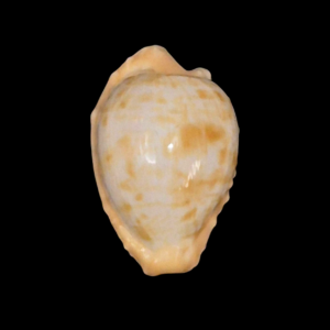 BC209 Cypraeovula coronata gloriosa