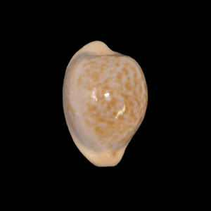 BC210 Cypraeaovula gondwanalandensis