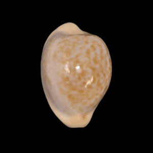 BC210 Cypraeaovula gondwanalandensis