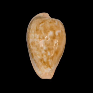 BC211 Cypraeovula fuscodentata grohorum - HUGE