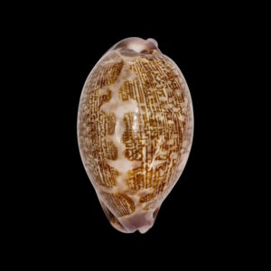 BC242 Leporicypraea mappa admirabilis