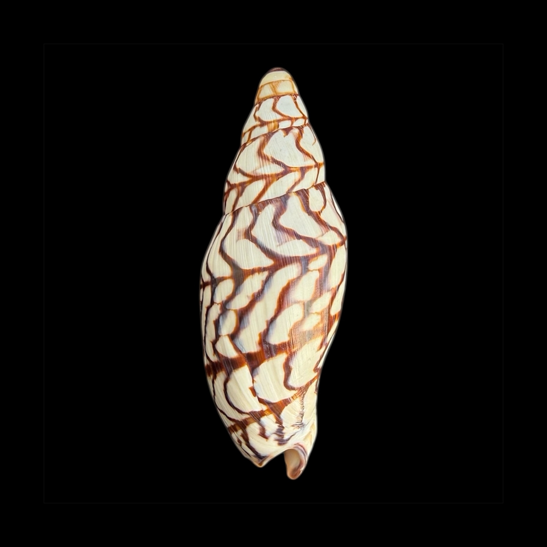 BC029 Volutoconus bednalli - XXXL SIZE