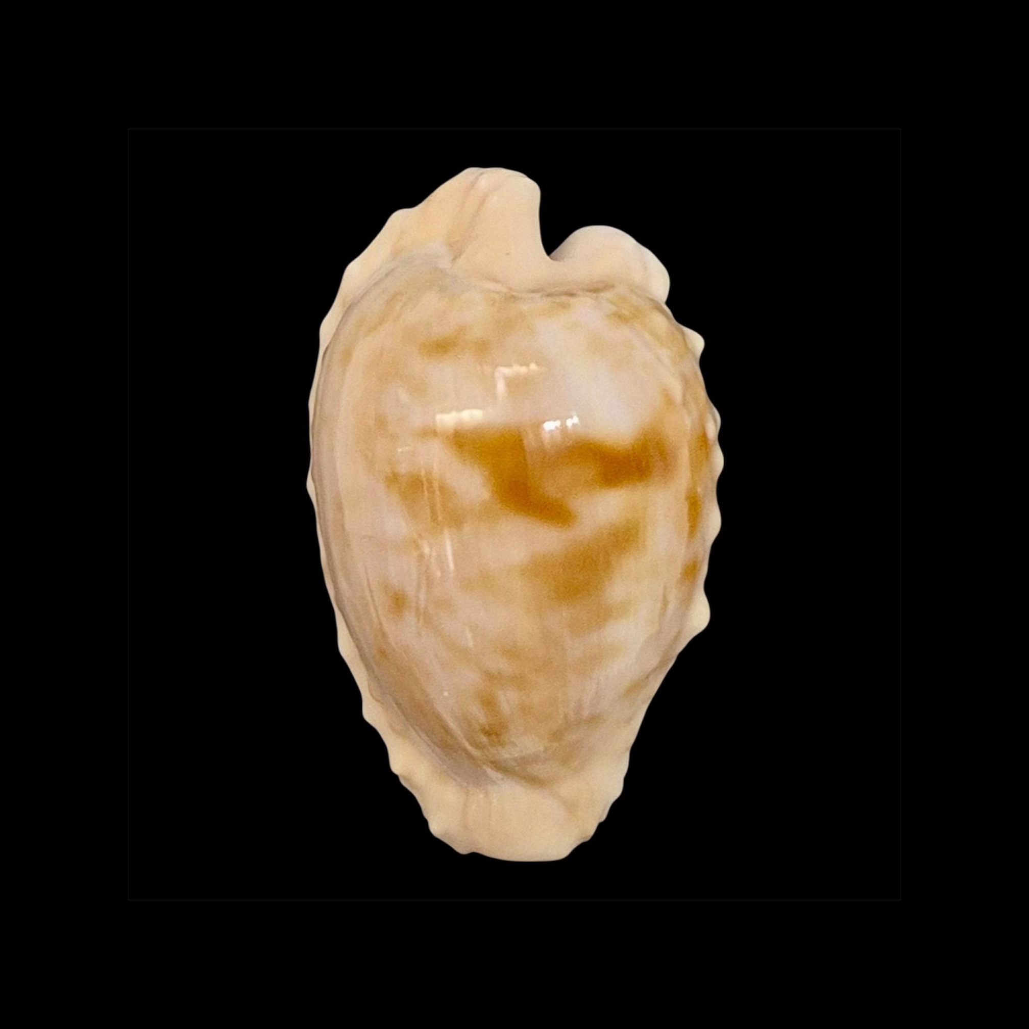 BC003 Cypraeovula coronata coronata - VERY SELECTED