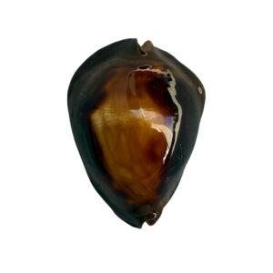 BC032 Zoila rosselli rosselli - HUGE