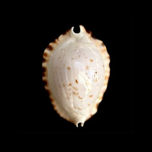 BC033 Zoila ketyana hypermarginata - BLACK BASE