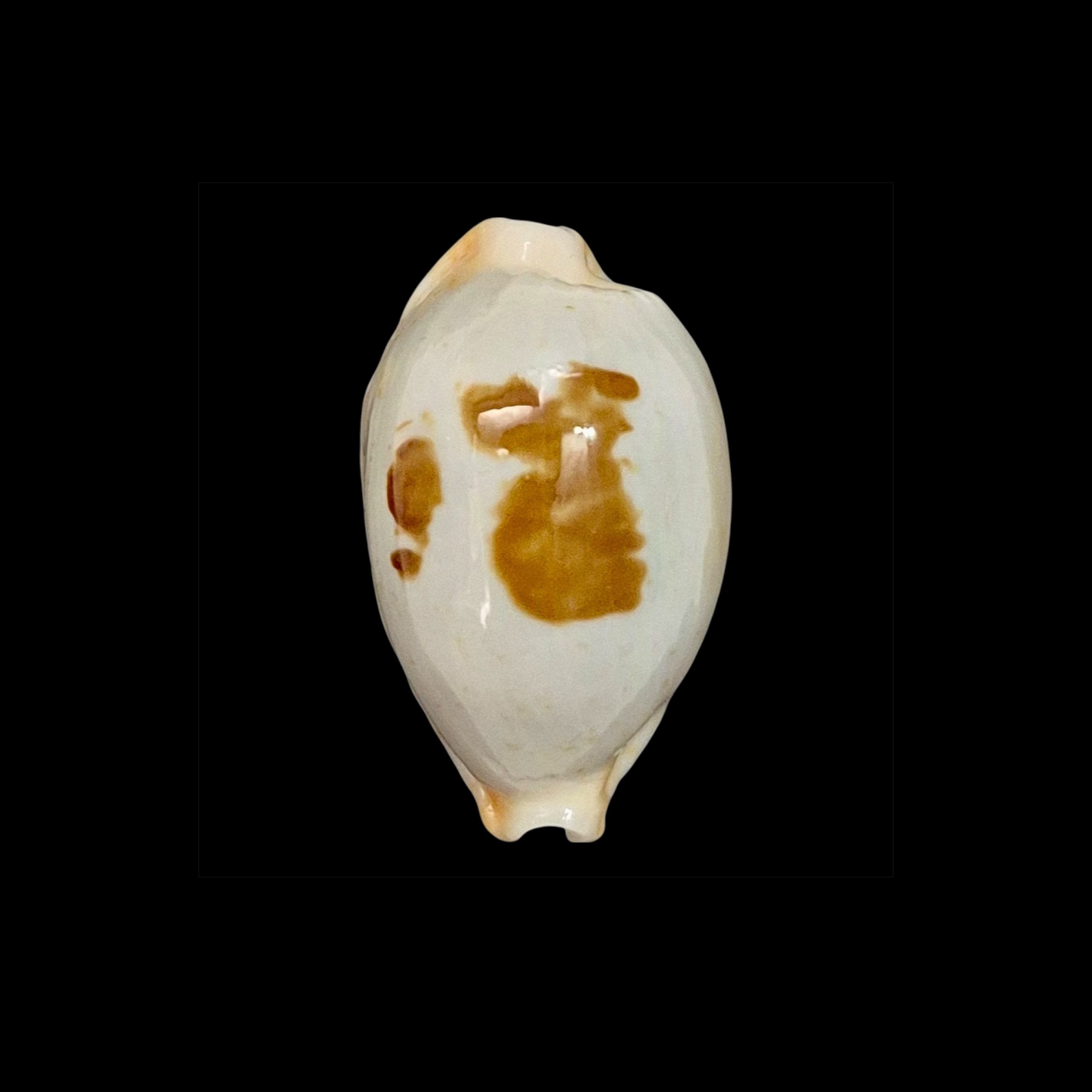 BC004 Bistolida brevidentata fluctuans